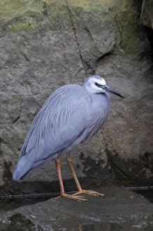 White-faced heron (Egretta novaehollandiae), Australia White-faced heron (Egretta novaehollandiae), Australia
