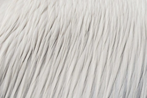 White feathers, Great White Pelican -Pelecanus onocrotalus- in Walvis Bay, Namibia White feathers, Great White Pelican -Pelecanus onocrotalus- in Walvis Bay, Namibia