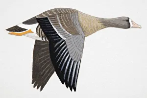 White-fronted Goose frontalis (Anser albifrons), known as Greater White-fronted Goose in White-fronted Goose frontalis (Anser albifrons), known as Greater White-fronted Goose in