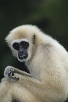 White-handed gibbon (Hylobates lar) sitting outdoors, Gunung Leuser National Park, Indonesia White-handed gibbon (Hylobates lar) sitting outdoors, Gunung Leuser National Park, Indonesia