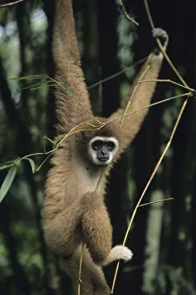 White-handed gibbon (Hylobates lar) hanging amongst twigs, Gunung Leuser National Park, Indonesia White-handed gibbon (Hylobates lar) hanging amongst twigs, Gunung Leuser National Park, Indonesia