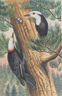 White-headed Woodpecker White-headed Woodpecker