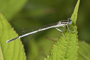 White-legged Damselfly or Blue Featherleg -Platycnemis pennipes-, male, Untergroeningen, Baden-Wuerttemberg, Germany White-legged Damselfly or Blue Featherleg -Platycnemis pennipes-, male, Untergroeningen, Baden-Wuerttemberg, Germany