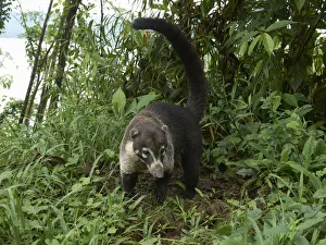 White-nosed coati -Nasua narica- -Nasua narica-, Guanacaste Province, Costa Rica, Central America White-nosed coati -Nasua narica- -Nasua narica-, Guanacaste Province, Costa Rica, Central America