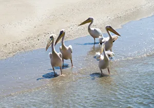 White Pelicans -Pelecanus onocrotalus- in Walvis Bay, Namibia White Pelicans -Pelecanus onocrotalus- in Walvis Bay, Namibia