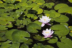 Two white and pink Water Lilies -Nymphaea- on the surface of a pond, Quebec Province, Canada Two white and pink Water Lilies -Nymphaea- on the surface of a pond, Quebec Province, Canada