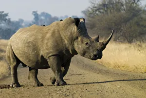 White Rhinoceros -Ceratotherium simum- with a Red-billed Oxpecker -Buphagus erythrorhynchus-, in the middle of a road White Rhinoceros -Ceratotherium simum- with a Red-billed Oxpecker -Buphagus erythrorhynchus-, in the middle of a road
