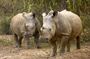 White Rhinocerous, Ndumu Game Reserve, RSA White Rhinocerous, Ndumu Game Reserve, RSA