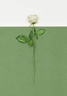 White Rose