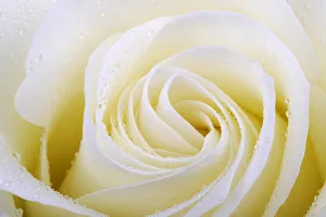 White rose -Rosa-, with dew drops, close-up White rose -Rosa-, with dew drops, close-up