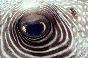 White-spotted pufferfish (Arothron hispidus), close-up of eye White-spotted pufferfish (Arothron hispidus), close-up of eye