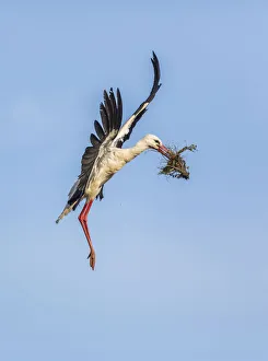 White Stork -Ciconia ciconia-, Extremadura, Spain White Stork -Ciconia ciconia-, Extremadura, Spain