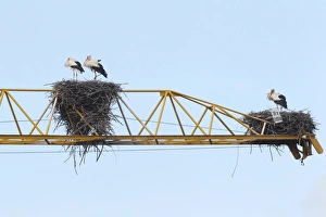 White storks -Ciconia ciconia- and white stork nests on the arm of a construction crane White storks -Ciconia ciconia- and white stork nests on the arm of a construction crane