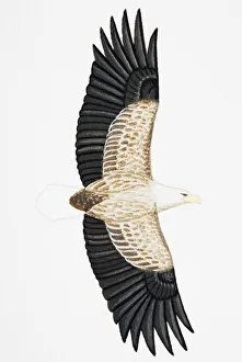 White-tailed Eagle (Haliaeetus albicilla), also known as Sea Eagle, Erne (sometimes Ern), or White-tailed Sea-eagle White-tailed Eagle (Haliaeetus albicilla), also known as Sea Eagle, Erne (sometimes Ern), or White-tailed Sea-eagle