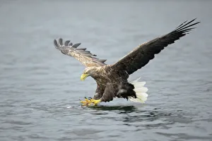 White-tailed Eagle or Sea Eagle -Haliaeetus albicilla- about to grab for a fish, Lauvsnes, Flatanger, Nord-Trondelag White-tailed Eagle or Sea Eagle -Haliaeetus albicilla- about to grab for a fish, Lauvsnes, Flatanger, Nord-Trondelag