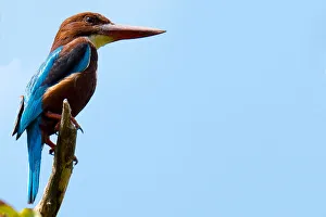 White-throated Kingfisher (Halcyon smyrnensis), Sri Lanka White-throated Kingfisher (Halcyon smyrnensis), Sri Lanka