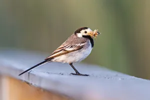 White Wagtail -Motacilla alba- in breeding plumage, with feed in its beak, Seewinkel, Burgenland, Austria White Wagtail -Motacilla alba- in breeding plumage, with feed in its beak, Seewinkel, Burgenland, Austria