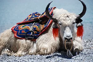 White Yak sitting at Yamdrok lake in Tibet White Yak sitting at Yamdrok lake in Tibet