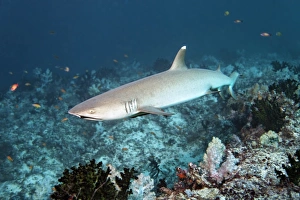 Whitetip reef shark -Triaenodon obesus- over coral reef, Embudu channel, Indian Ocean Whitetip reef shark -Triaenodon obesus- over coral reef, Embudu channel, Indian Ocean