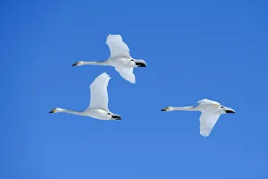 Three Whooper Swans -Cygnus cygnus- in flight, Kussharo Lake, Kawayu Onsen, Hokkaido, Japan Three Whooper Swans -Cygnus cygnus- in flight, Kussharo Lake, Kawayu Onsen, Hokkaido, Japan