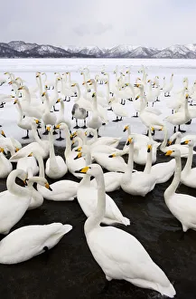 Whooper Swans (Cygnus cygnus), Lake Kussharo Whooper Swans (Cygnus cygnus), Lake Kussharo