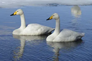 Two Whooper Swans -Cygnus cygnus-, swimming side by side, Kussharo Lake, Kawayu Onsen, Hokkaido, Japan Two Whooper Swans -Cygnus cygnus-, swimming side by side, Kussharo Lake, Kawayu Onsen, Hokkaido, Japan