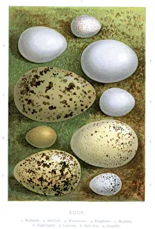 <b class=qtipBold><figcaption>Wild Birds Eggs</figcaption></b><br>Vintage lithograph from 1883 of wild birds eggs. Nuthatch, Sea Gull, Woodpecker, Kingfisher, Moorhen, Nightingale, Lapwing, Barn Owl, Crossbill.<br><em>© Duncan Walker</em> Wild Birds Eggs