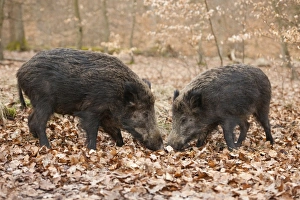 Wild Boars -Sus scrofa-, sows, captive, North Rhine-Westphalia, Germany Wild Boars -Sus scrofa-, sows, captive, North Rhine-Westphalia, Germany