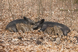 Wild Boars -Sus scrofa-, two sows with suckling piglets, captive, North Rhine-Westphalia, Germany Wild Boars -Sus scrofa-, two sows with suckling piglets, captive, North Rhine-Westphalia, Germany