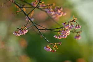 Wild cherry blossom at Doi Ang Khang, Chiangmai Wild cherry blossom at Doi Ang Khang, Chiangmai