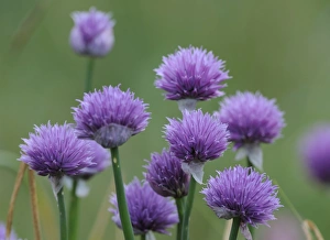 Wild chives -Allium schoenoprasum-, Mala Fatra National Park, Slovakia, Europe Wild chives -Allium schoenoprasum-, Mala Fatra National Park, Slovakia, Europe