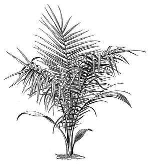 The wild date palm or Senegal date palm (phoenix reclinata) The wild date palm or Senegal date palm (phoenix reclinata)