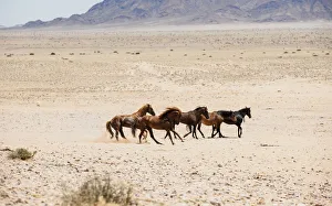 Wild Feral Horses of the Namib Desert near Garub, Namibia Wild Feral Horses of the Namib Desert near Garub, Namibia