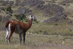 A wild guanaco -Lama guanicoe- standing on a meadow, Cochrane, Region de Aysen, Patagonia A wild guanaco -Lama guanicoe- standing on a meadow, Cochrane, Region de Aysen, Patagonia