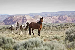 Wild horses Equus caballus Mare with colts on sagebrush Artemisia tridentata priaire of Cody, Wyoming, USA Wild horses Equus caballus Mare with colts on sagebrush Artemisia tridentata priaire of Cody, Wyoming, USA