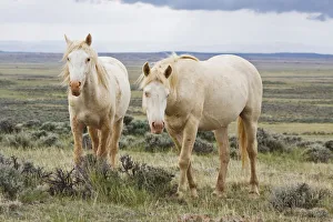 Wild horses Equus caballus roaming on sagebrush Artemisia tridentata priaire of Cody Wild horses Equus caballus roaming on sagebrush Artemisia tridentata priaire of Cody