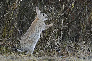 Wild Rabbit or Common Rabbit -Oryctolagus cuniculus-, feeding on flowering pussy willow -Salix sp-, De Geul, Texel Wild Rabbit or Common Rabbit -Oryctolagus cuniculus-, feeding on flowering pussy willow -Salix sp-, De Geul, Texel