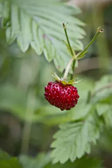 Wild strawberry, woodland strawberry -Fragaria vesca-, Stuttgart, Baden-Wuerttemberg, Germany, Europe Wild strawberry, woodland strawberry -Fragaria vesca-, Stuttgart, Baden-Wuerttemberg, Germany, Europe