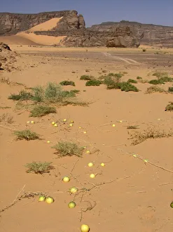 Wild Watermelons in the Desert Wild Watermelons in the Desert
