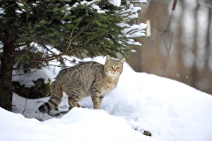 Wildcat -Felis silvestris- in winter, in front of den Wildcat -Felis silvestris- in winter, in front of den