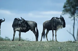 Wildebeest (Connochaetes taurinus), Masai Mara National Reserve, Kenya Wildebeest (Connochaetes taurinus), Masai Mara National Reserve, Kenya