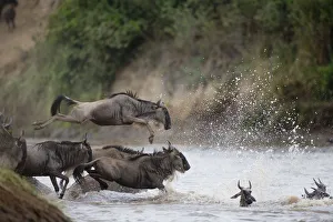 Wildebeest (Connochaetes taurinus) leaping into river, side view Wildebeest (Connochaetes taurinus) leaping into river, side view