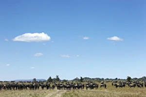 Wildebeest -Connochaetes taurinus- in the Serengeti, Tanzania, Africa Wildebeest -Connochaetes taurinus- in the Serengeti, Tanzania, Africa