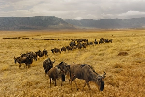 Wildebeest walking Wildebeest walking