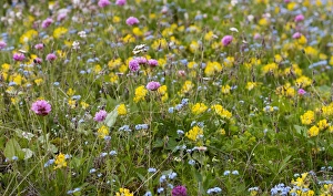Wildflower meadow in the Dolomiti di Sesto National Park, Sexten Dolomites, Hochpustertal, High Puster Valley Wildflower meadow in the Dolomiti di Sesto National Park, Sexten Dolomites, Hochpustertal, High Puster Valley