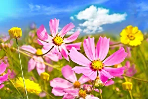 Wildflowers on a meadow in a sunny day. Closeup in focus, background blurred Wildflowers on a meadow in a sunny day. Closeup in focus, background blurred