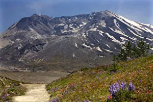 Wildflowers: Red Indian Paintbrush, Purple Lupine and Larkspur with Mount St Wildflowers: Red Indian Paintbrush, Purple Lupine and Larkspur with Mount St