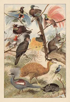 Wildlife of New Guinea, chromolithograph, published in 1895 Wildlife of New Guinea, chromolithograph, published in 1895