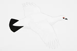 Willow Grouse (Lagopus lagopus), or Willow Ptarmigan (North America), adult, winter plumage Willow Grouse (Lagopus lagopus), or Willow Ptarmigan (North America), adult, winter plumage