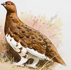 Willow grouse (Lagopus lagopus), side view Willow grouse (Lagopus lagopus), side view